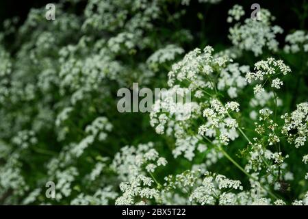 Close-up of cow parsley flowering in an English hedgerow - John Gollop Stock Photo