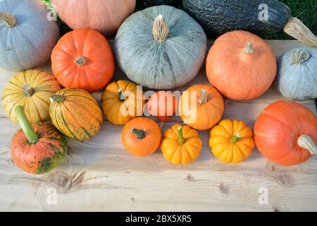Various pumpkins and squashes on wooden background Stock Photo