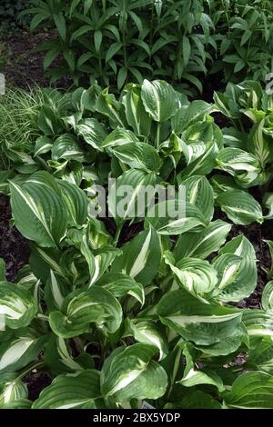 Hosta Middle Ridge Stock Photo - Alamy