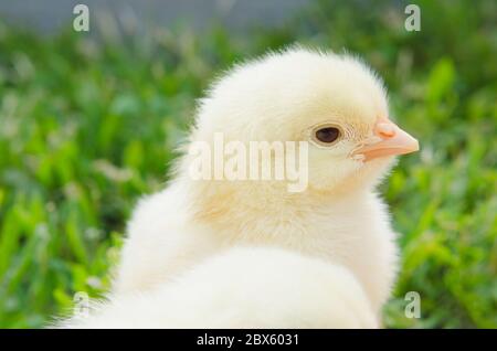 Cute yellow little chicken on green grass Stock Photo