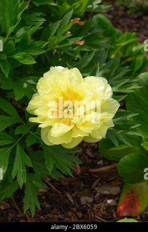 Large yellow fragrant flower of the itoh peony bartzella Stock Photo