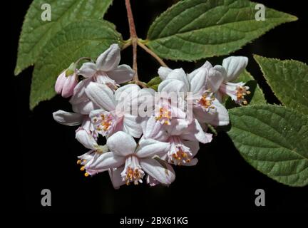 Deutzia Hybrid Mont Rose Stock Photo