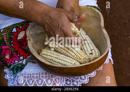 close up of a mayan woman's hands removing dried corn kernels from cob into bowl to grind for tortillas Stock Photo