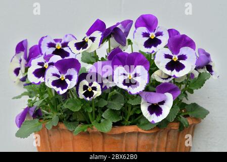 Close up of blue and white pansies in a terracotta planter on a white wall Stock Photo
