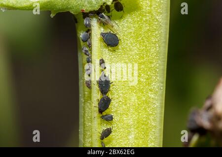 Black bean aphids (Aphis fabae) Stock Photo