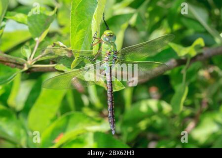 Emperor dragonfly resting on an apple tree, Sussex, UK Stock Photo