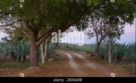 plantation of sisal or agave plants grown for the fiber in the leaves Stock Photo