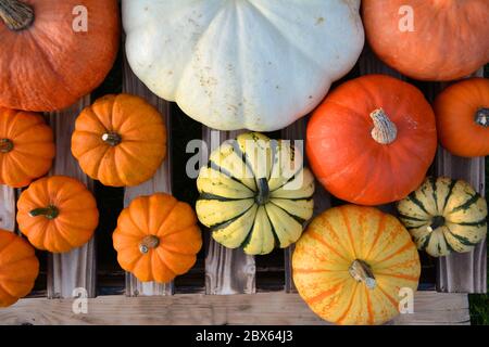Flat lay composition of different pumpkins on wooden box background Stock Photo