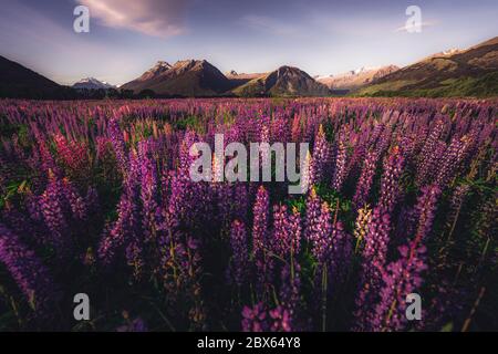 Blooming Lupine flowers, South Island, New Zealand Stock Photo