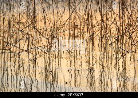 Abstract natural background of thin stems of dry grass and their reflections on the surface of the water in the lake at sunset Stock Photo