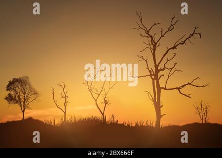 Silhouette of dead tree against sunset in rural landscape background. Stock Photo