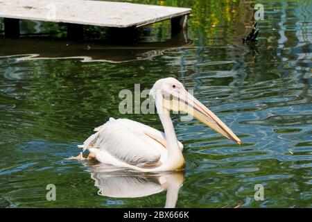 Pelican in a Zoo in Lower Bavaria Germany Stock Photo