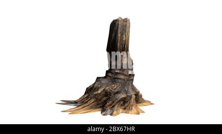 Bristlecone pine tree trunk - isolated on white background Stock Photo
