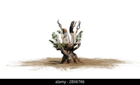 Bristlecone pine tree on sand area - isolated on white background Stock Photo