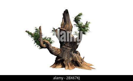 Bristlecone pine tree - isolated on white background Stock Photo