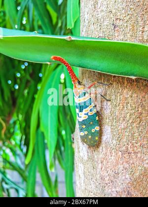 Colorful insect Cicada or Lanternflies (Pyrops candelaria) insect on tree in nature can be found of the evergreen forest and garden fruit of Thailand. Stock Photo