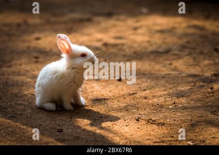 Cute and beautiful bunnies playground Stock Photo