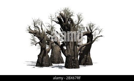 different African Baobab trees in winter with shadow on the floor  - isolated on white background Stock Photo