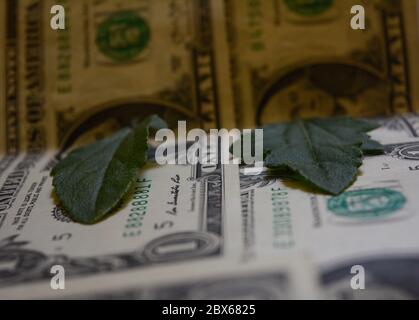 Green leaf lying on the american dollar bank note.close up. Stock Photo