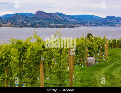 landscape view of the Naramata Bench along Okanagan Lake Stock Photo