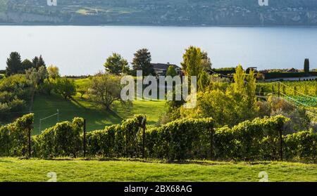 landscape view of the Naramata Bench along Okanagan Lake Stock Photo