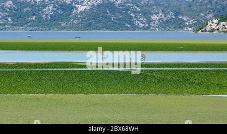 Skadar Lake in Montenegro (also called Lake Scutari, Lake Shkoder, Lake Shkodra) Stock Photo