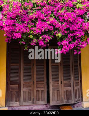 bright pink purple bougainvillea blooms cascading over roof of brown shuttered shop in Hoi An building in historic old town Stock Photo