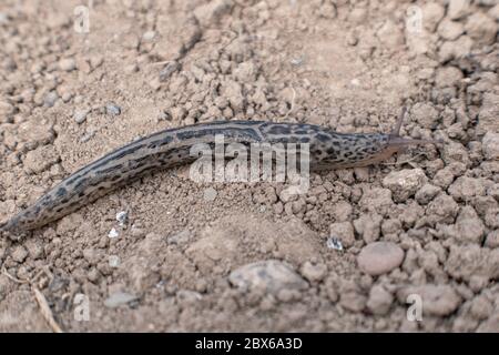 European giant garden slug, great grey slug, spotted garden slug, Limax ...