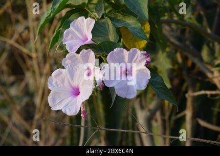 Pink morning glory or Ipomoea carnea flowers in the garden Stock Photo