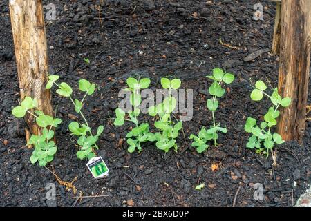 Green Arrow peas growing on trellis netting in spring garden Stock Photo