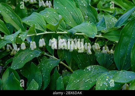 Polygonatum, also known as King Solomon's-seal or Solomon's seal, is a flowering plant. Stock Photo