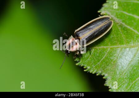 Firefly, Pyractomena sp. Stock Photo