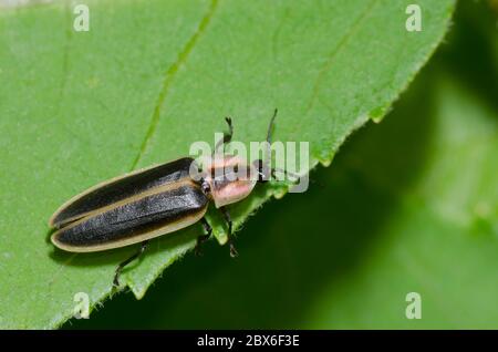 Firefly, Pyractomena sp. Stock Photo