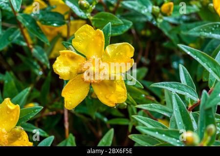 Hypericum 'Hidcote'. Stock Photo