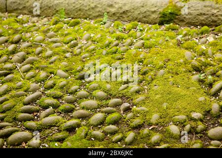 Old cobblestone on the road overgrown with moss. Soft moss and round stones of old city pavement. Abstract texture or background Stock Photo