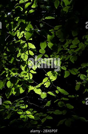 Evening sunlight shines on Beech leaves in a Worcestershire wood, UK. Stock Photo