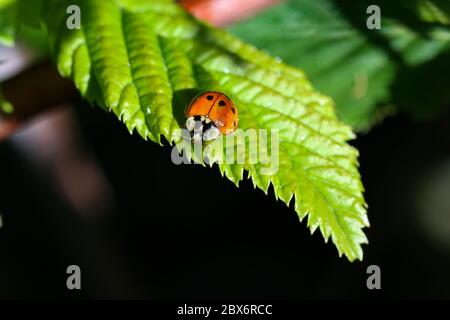 Ladybug on green leaf in a sunny day Stock Photo