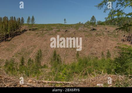 view to forest dieback in the Harz national park on a sunny day Stock Photo