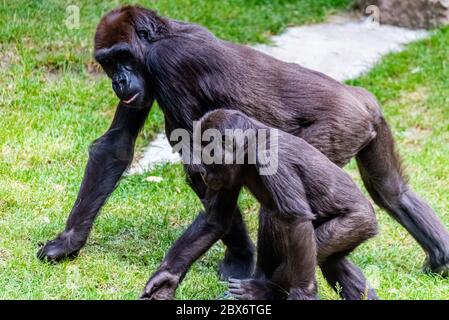 Lowland gorillas spend their day in the meadow Stock Photo
