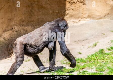 Lowland gorillas spend their day in the meadow Stock Photo