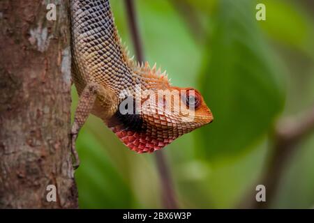 closeup view of garden lizard Stock Photo