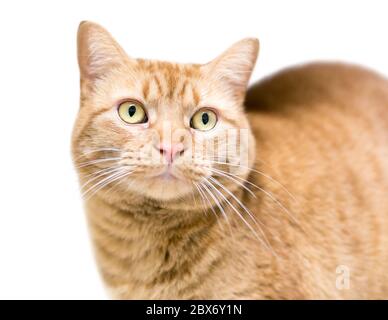 An orange tabby shorthair cat with yellow eyes Stock Photo