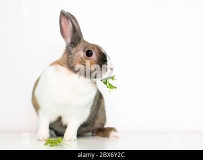 Young Dwarf Rabbit - munching a Parsley leaf Stock Photo - Alamy