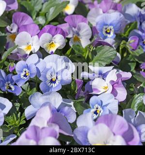 Flowering violets, viola cornuta, in spring Stock Photo