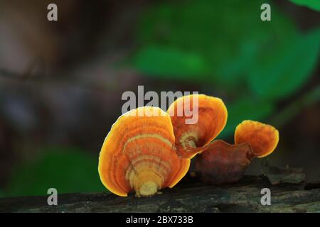 Cinnabar Polypore Wild Mushrooms Growing on the Dead Timber Stock Photo