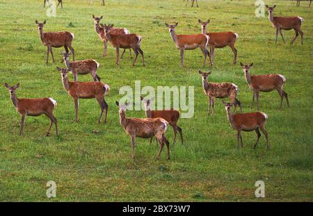 A herd of farmed red deer grazing near Black Down, Dorset, UK Stock Photo