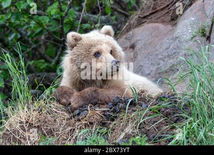 Coastal brown bear in Alaska on a rock ledge in his nesting area Stock Photo