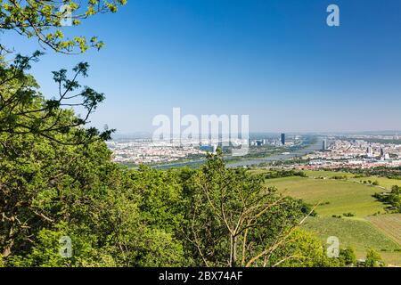 View from a hill to the city of Vienna with the Danube River (Donau) in Austria, a tree at the left border. Stock Photo