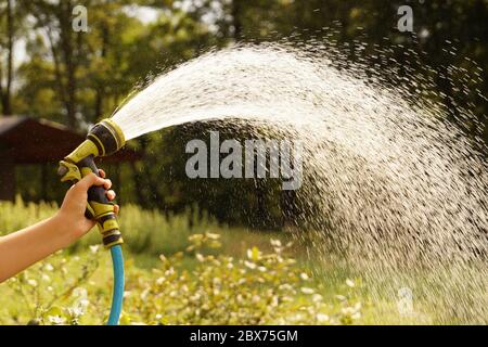 Watering garden crops with a watering gun. A sunlit stream of water. Stock Photo