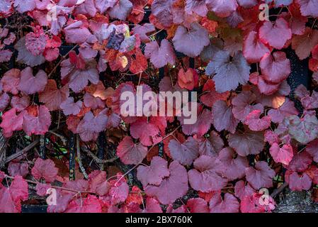 Purple red grape leaves covering a wall, large fall copy-space Stock Photo